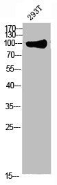 Western blot analysis of 293T lysate, antibody was diluted at 1000. Secondary antibody  was diluted at 1:20000