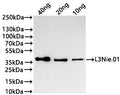 Western Blot
Positive WB detected in: recombinant protein
All lanes:L3Nie.01 Antibody at 1:1000
Secondary
Goat polyclonal to rabbit IgG at 1/20000 dilution
Predicted band size: 33.3 kDa
Observed band size: 36 kDa