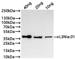 Western Blot
Positive WB detected in: recombinant protein
All lanes:L3Nie.01 Antibody at 1:1000
Secondary
Goat polyclonal to rabbit IgG at 1/20000 dilution
Predicted band size: 33.3 kDa
Observed band size: 36 kDa