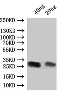 Western Blot
Positive WB detected in: recombinant protein
All lanes:Pnap Antibody at 1:1000
Secondary
Goat polyclonal to rabbit IgG at 1/50000 dilution
Predicted band size: 24 kDa
Observed band size: 27 kDa