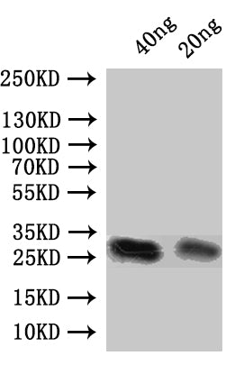 Western Blot
Positive WB detected in: recombinant protein
All lanes:Pnap Antibody at 1:1000
Secondary
Goat polyclonal to rabbit IgG at 1/50000 dilution
Predicted band size: 24 kDa
Observed band size: 27 kDa