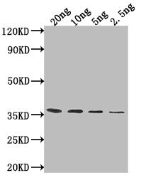 Western BlotPositive WB detected in Recombinant proteinAll lanes: ATG32 antibody at 1:2000SecondaryGoat polyclonal to rabbit IgG at 1/50000 dilutionPredicted band size: 32.8 kDaObserved band size: 35 kDa