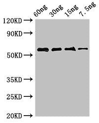 Western Blot
Positive WB detected in Recombinant protein
All lanes: AK antibody at 2.8µg/ml
Secondary
Goat polyclonal to rabbit IgG at 1/50000 dilution
Predicted band size: 55 kDa
Observed band size: 55 kDa