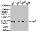 Western Blot
Positive WB detected in: recombinant protein
All lanes: pyrF Antibody at 1:1000
Secondary
Goat polyclonal to rabbit IgG at 1/50000 dilution
Predicted band size: 34 kDa
Observed band size: 34 kDa