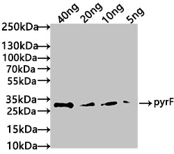 Western Blot
Positive WB detected in: recombinant protein
All lanes: pyrF Antibody at 1:1000
Secondary
Goat polyclonal to rabbit IgG at 1/50000 dilution
Predicted band size: 34 kDa
Observed band size: 34 kDa