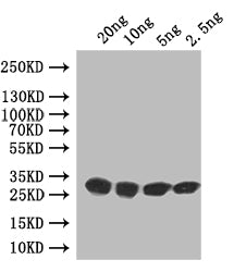 Western Blot
Positive WB detected in: recombinant protein
All lanes: vapB Antibody at 1:1000
Secondary
Goat polyclonal to rabbit IgG at 1/50000 dilution
Predicted band size: 28 kDa
Observed band size: 28 kDa