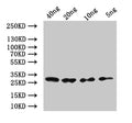 Western Blot
Positive WB detected in: recombinant protein
All lanes:mes-2 Antibody at 1:1000
Secondary
Goat polyclonal to rabbit IgG at 1/50000 dilution
Predicted band size: 30.6 kDa
Observed band size: 32 kDa