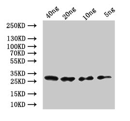 Western Blot
Positive WB detected in: recombinant protein
All lanes:mes-2 Antibody at 1:1000
Secondary
Goat polyclonal to rabbit IgG at 1/50000 dilution
Predicted band size: 30.6 kDa
Observed band size: 32 kDa