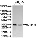 Western Blot
Positive WB detected in: recombinant protein
All lanes:UGT84B1 Antibody at 1:1000
Secondary
Goat polyclonal to rabbit IgG at 1/20000 dilution
Predicted band size: 29.6 kDa
Observed band size: 29.6 kDa
