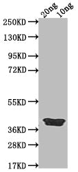 Western Blot
Positive WB detected in Recombinant protein
All lanes: ICSP antibody at 1:2000
Secondary
Goat polyclonal to rabbit IgG at 1/50000 dilution
Predicted band size: 37.4 kDa
Observed band size: 39 kDa