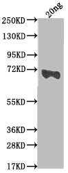 Western Blot
Positive WB detected in Recombinant protein
All lanes: mtr antibody at 1:2000
Secondary
Goat polyclonal to rabbit IgG at 1/50000 dilution
Predicted band size: 69.9 kDa
Observed band size: 67 kDa