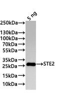 Western Blot
Positive WB detected in: recombinant protein
All lanes:STE2 Antibody at 1:1000
Secondary
Goat polyclonal to rabbit IgG at 1/20000 dilution
Predicted band size: 22 kDa
Observed band size: 27 kDa