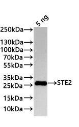 Western Blot
Positive WB detected in: recombinant protein
All lanes:STE2 Antibody at 1:1000
Secondary
Goat polyclonal to rabbit IgG at 1/20000 dilution
Predicted band size: 22 kDa
Observed band size: 27 kDa