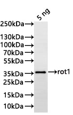 Western Blot
Positive WB detected in: recombinant protein
All lanes:rot1 Antibody at 1:1000
Secondary
Goat polyclonal to rabbit IgG at 1/20000 dilution
Predicted band size: 28.5 kDa
Observed band size: 34 kDa