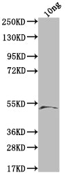 Western Blot
Positive WB detected in Recombinant protein
All lanes: Lysenin-related protein 2 antibody at 1:2000
Secondary
Goat polyclonal to rabbit IgG at 1/50000 dilution
Predicted band size: 41.6 kDa
Observed band size: 50 kDa