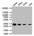 Western Blot
Positive WB detected in: recombinant protein
All lanes: CAP Antibody at 1:1000
Secondary
Goat polyclonal to rabbit IgG at 1/50000 dilution
Predicted band size: 31 kDa
Observed band size: 31 kDa