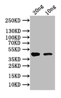 Western Blot
Positive WB detected in: recombinant protein
All lanes: vapC Antibody at 1:1000
Secondary
Goat polyclonal to rabbit IgG at 1/50000 dilution
Predicted band size: 44 kDa
Observed band size: 44 kDa