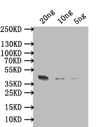 Western Blot
Positive WB detected in: recombinant protein
All lanes: ARGK Antibody at 1:1000
Secondary
Goat polyclonal to rabbit IgG at 1/50000 dilution
Predicted band size: 44 kDa
Observed band size: 44 kDa