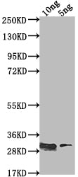 Western Blot
Positive WB detected in Recombinant protein
All lanes: csgD antibody at 1:2000
Secondary
Goat polyclonal to rabbit IgG at 1/50000 dilution
Predicted band size: 28.9 kDa
Observed band size: 29 kDa