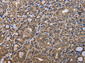 GADD45B Antibody – Figure 1 of 2