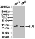 Western Blot
Positive WB detected in: recombinant protein
All lanes: ELF3 Antibody at 1:1000
Secondary
Goat polyclonal to rabbit IgG at 1/50000 dilution
Predicted band size: 33 kDa
Observed band size: 34 kDa