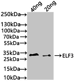 Western Blot
Positive WB detected in: recombinant protein
All lanes: ELF3 Antibody at 1:1000
Secondary
Goat polyclonal to rabbit IgG at 1/50000 dilution
Predicted band size: 33 kDa
Observed band size: 34 kDa