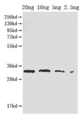 Western Blot
Positive WB detected in Recombinant protein
All lanes: PORC antibody at 1:2000
Secondary
Goat polyclonal to rabbit IgG at 1/50000 dilution
Predicted band size: 33 kDa
Observed band size: 33 kDa