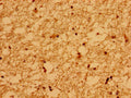 Immunohistochemistry of paraffin-embedded human brain tissue using CSB-PA528516LA01HU at dilution of 1:100