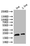 Western Blot
Positive WB detected in: recombinant protein
All lanes: ribH Antibody at 1:1000
Secondary
Goat polyclonal to rabbit IgG at 1/50000 dilution
Predicted band size: 23 kDa
Observed band size: 23 kDa