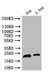 Western Blot
Positive WB detected in: recombinant protein
All lanes: ribH Antibody at 1:1000
Secondary
Goat polyclonal to rabbit IgG at 1/50000 dilution
Predicted band size: 23 kDa
Observed band size: 23 kDa