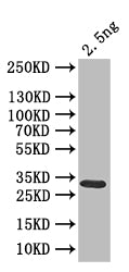 Western Blot
Positive WB detected in: recombinant protein
All lanes: clr6 Antibody at 1:1000
Secondary
Goat polyclonal to rabbit IgG at 1/50000 dilution
Predicted band size: 33 kDa
Observed band size: 33 kDa