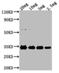 Western Blot
Positive WB detected in Recombinant protein
All lanes: NFUA antibody at 1:2000
Secondary
Goat polyclonal to rabbit IgG at 1/50000 dilution
Predicted band size: 25.2 kDa
Observed band size: 32 kDa