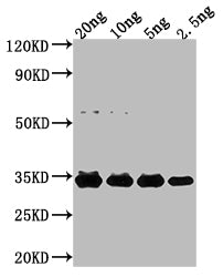 Western Blot
Positive WB detected in Recombinant protein
All lanes: NFUA antibody at 1:2000
Secondary
Goat polyclonal to rabbit IgG at 1/50000 dilution
Predicted band size: 25.2 kDa
Observed band size: 32 kDa