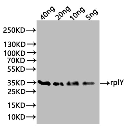 Western Blot
Positive WB detected in: recombinant protein
All lanes:rplY Antibody at 1:1000
Secondary
Goat polyclonal to rabbit IgG at 1/20000 dilution
Predicted band size: 35 kDa
Observed band size: 35 kDa