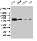 Western Blot
Positive WB detected in: recombinant protein
All lanes:FSDG_01771 Antibody at 1:1000
Secondary
Goat polyclonal to rabbit IgG at 1/50000 dilution
Predicted band size: 51 kDa
Observed band size: 62 kDa