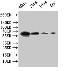 Western Blot
Positive WB detected in: recombinant protein
All lanes:FSDG_01771 Antibody at 1:1000
Secondary
Goat polyclonal to rabbit IgG at 1/50000 dilution
Predicted band size: 51 kDa
Observed band size: 62 kDa