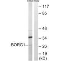 Western blot analysis of extracts from K562 cells, using BORG1 antibody.