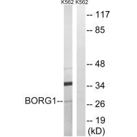 Western blot analysis of extracts from K562 cells, using BORG1 antibody.