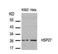 Western blot analysis of extracts from K562 and Hela cells using HSP27(Ab-82) Antibody.