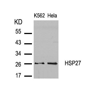 Western blot analysis of extracts from K562 and Hela cells using HSP27(Ab-82) Antibody.