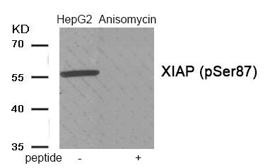 Western blot analysis of extracts from HepG2 cells treated with Anisomycin using Phospho-XIAP (Ser87) antibody.The lane on the right is treated with the antigen-specific peptide.
