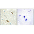 Immunohistochemical analysis of paraffin-embedded human brain tissue using PLXDC1 antibody.