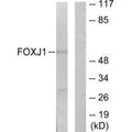 Western blot analysis of extracts from LOVO cells, using FOXJ1 antibody.