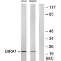 Western blot analysis of extracts from HeLa cells and HepG2 cells, using DIRA1 antibody.