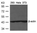 Western blot analysis of extracts from 293, Heia and 3T3 cells using β-actin Antibody.