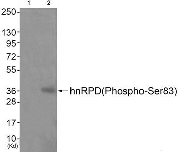 Western blot analysis of extracts from JK cells (Lane 2), using hnRPD (Phospho-Ser83) Antibody. The lane on the left is treated with antigen-specific peptide.