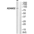 Western blot analysis of extracts from 293 cells, using ADAM32 antibody.