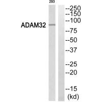 Western blot analysis of extracts from 293 cells, using ADAM32 antibody.