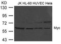 Western blot analysis of extract from JK, HL-60, HUVEC and Hela cells using Myc(Ab-373) Antibody