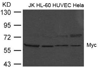 Western blot analysis of extract from JK, HL-60, HUVEC and Hela cells using Myc(Ab-373) Antibody